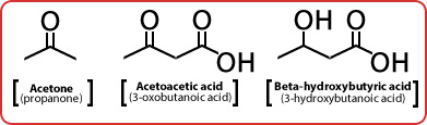 MCAT Biochemistry Macromolecules - The Three Ketone Bodies