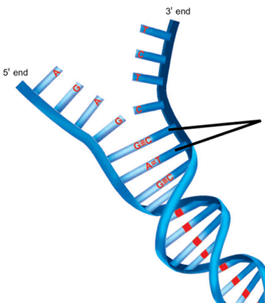 MCAT Biochemistry Watson–Crick model of DNA