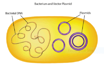 MCAT Biochemistry Biotechnology - Bacterial DNA and Plasmids